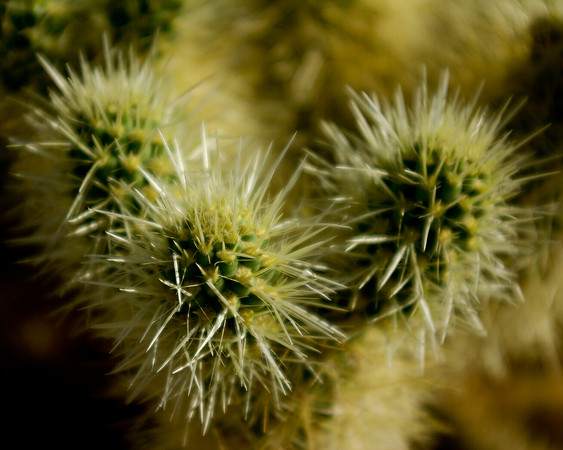 Desert Cacti