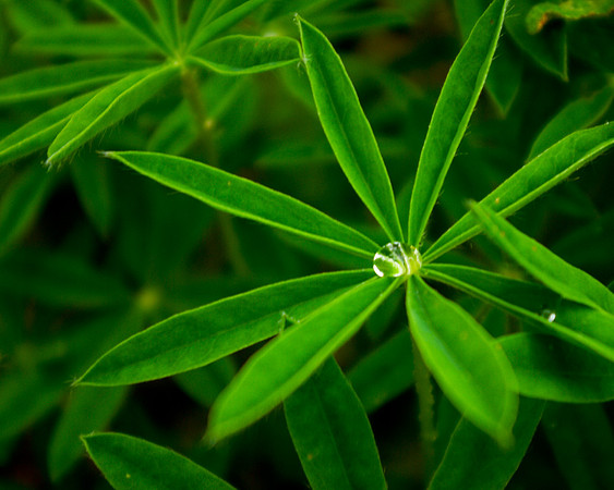 Morning Dew