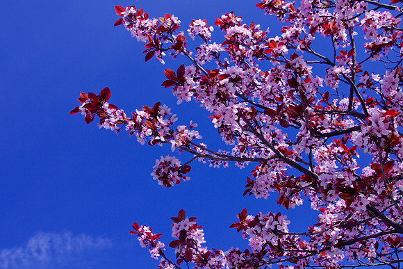 Blossoms
