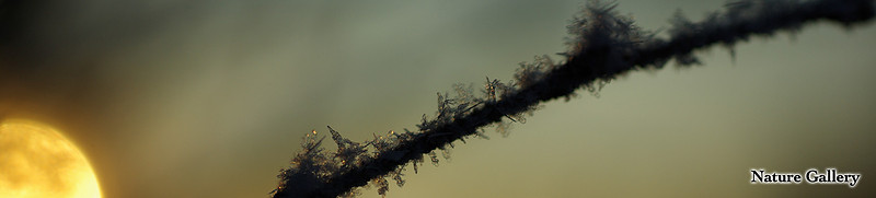 Nature (Banner)